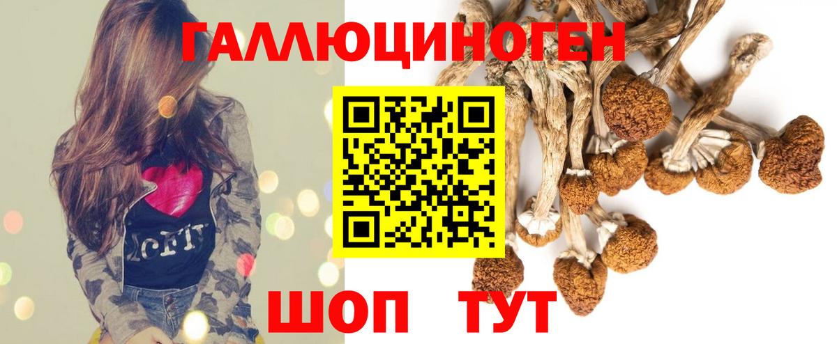 Псилоцибиновые грибы Psilocybine cubensis Губкинский